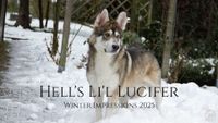 Hell's Li'l Lucifer - Winter Impressions 2025